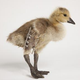 Illustration for article titled Worlds First Bionic Goose Is Probably Less Bionic Than Dick Cheney